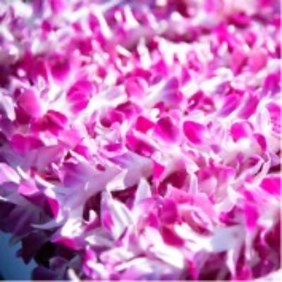 Pink and white orchid flower lilies