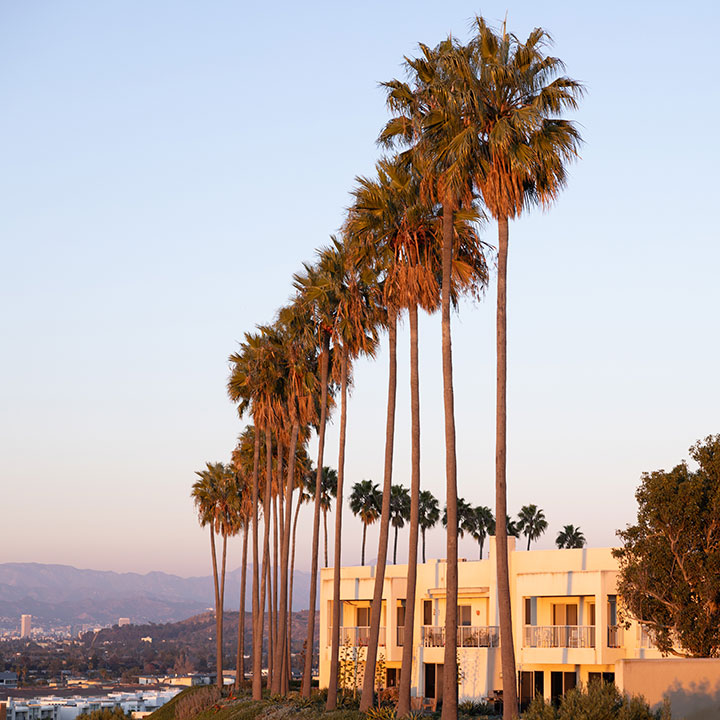 View of palm trees along the bluff at sunset with Los Angeles visible in the distance