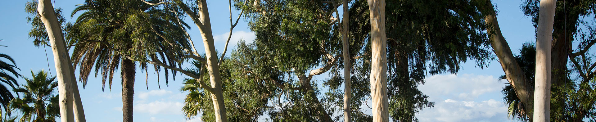 Green Trees against a blue sky