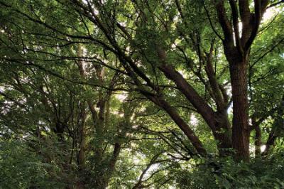 A grove of green trees
