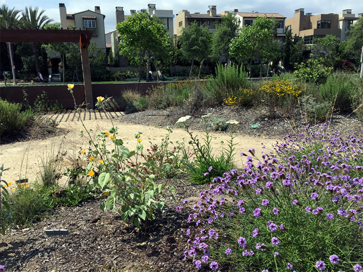 A garden with various flowers